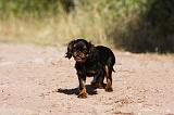 KING CHARLES SPANIEL 175